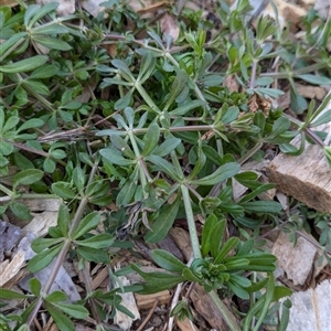 Galium aparine at Watson, ACT - 10 Sep 2024 10:16 AM