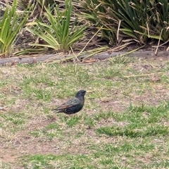 Sturnus vulgaris (Common Starling) at Watson, ACT - 25 Aug 2024 by AniseStar