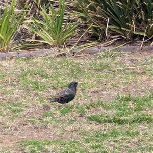 Sturnus vulgaris at Watson, ACT - 25 Aug 2024 05:05 PM