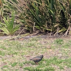 Sturnus vulgaris at Watson, ACT - 25 Aug 2024 05:05 PM