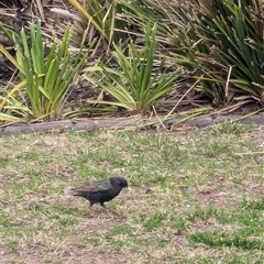 Sturnus vulgaris at Watson, ACT - 25 Aug 2024 05:05 PM