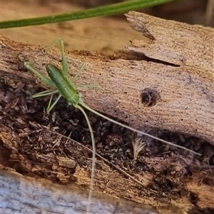 Phaneropterinae (subfamily) at Bungendore, NSW - 15 Sep 2024