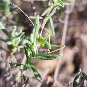 Phaneropterinae (subfamily) at Bungendore, NSW - 15 Sep 2024