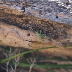 Phaneropterinae (subfamily) at Bungendore, NSW - suppressed