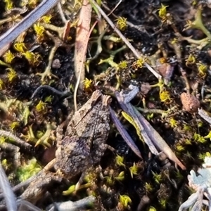 Tetrigidae (family) at Bungendore, NSW - suppressed