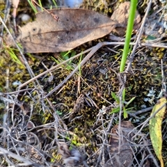 Tetrigidae (family) at Bungendore, NSW - suppressed