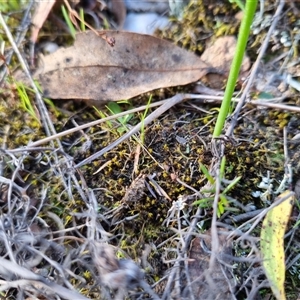 Tetrigidae (family) at Bungendore, NSW - suppressed