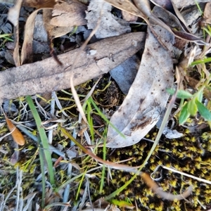 Tetrigidae (family) at Bungendore, NSW - suppressed