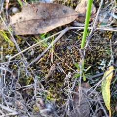 Tetrigidae (family) at Bungendore, NSW - suppressed