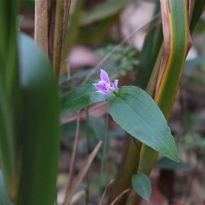 Schelhammera undulata (Lilac Lily) at Tilba Tilba, NSW - 14 Sep 2024 by Janie