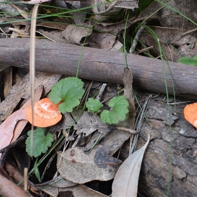 Trametes coccinea (Scarlet Bracket) at Tilba Tilba, NSW - 14 Sep 2024 by Janie