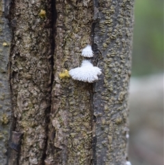 Schizophyllum commune (Split Gill Fungus) at Tilba Tilba, NSW - 14 Sep 2024 by Janie