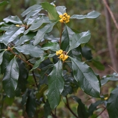 Pittosporum revolutum (Large-fruited Pittosporum) at Tilba Tilba, NSW - 14 Sep 2024 by Janie