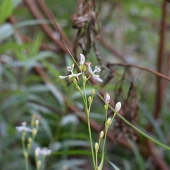 Libertia paniculata (Branching Grass-flag) at Tilba Tilba, NSW - 14 Sep 2024 by Janie