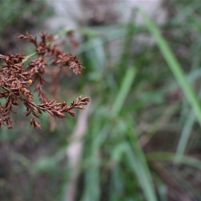 Lepidosperma sp. (A Sword Sedge) at Tilba Tilba, NSW - 14 Sep 2024 by Janie