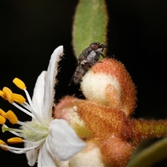 Stomorhina subapicalis (A snout fly) at Acton, ACT - 3 Sep 2024 by TimL