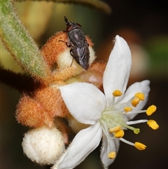 Stomorhina subapicalis at Acton, ACT - 3 Sep 2024