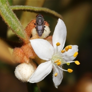 Stomorhina subapicalis at Acton, ACT - 3 Sep 2024