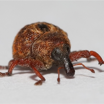 Unidentified Weevil (Curculionoidea) at Lawson, ACT - 29 Jul 2024 by TimL