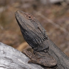 Pogona barbata (Eastern Bearded Dragon) at Watson, ACT - 1 Sep 2024 by TimL