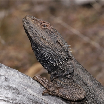 Pogona barbata (Eastern Bearded Dragon) at Watson, ACT - 1 Sep 2024 by TimL