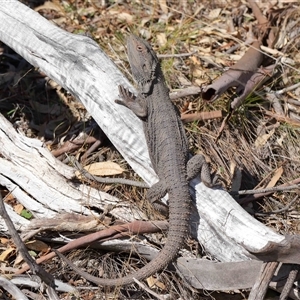 Pogona barbata at Watson, ACT - 1 Sep 2024