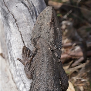 Pogona barbata at Watson, ACT - 1 Sep 2024