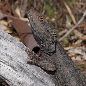 Pogona barbata at Watson, ACT - 1 Sep 2024