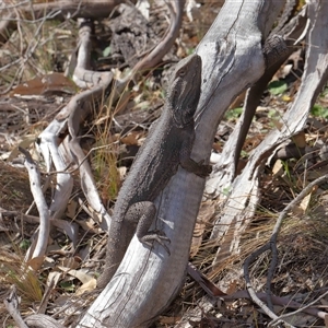 Pogona barbata at Watson, ACT - 1 Sep 2024