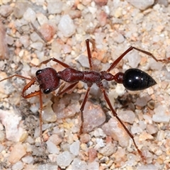 Myrmecia simillima (A Bull Ant) at Kambah, ACT - 28 Aug 2024 by TimL