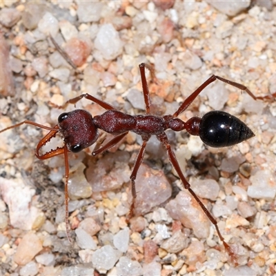 Myrmecia simillima (A Bull Ant) at Kambah, ACT - 28 Aug 2024 by TimL