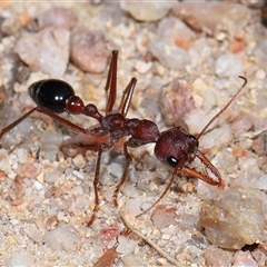 Myrmecia simillima at Kambah, ACT - 28 Aug 2024