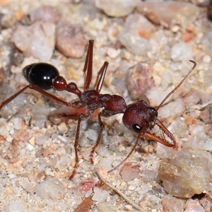 Myrmecia simillima at Kambah, ACT - 28 Aug 2024 12:55 PM