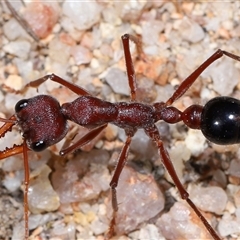 Myrmecia simillima at Kambah, ACT - 28 Aug 2024