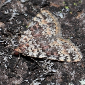 Dichromodes disputata at Tharwa, ACT - 21 Aug 2024