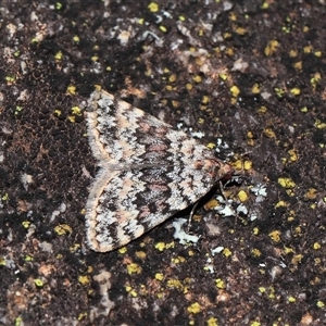 Dichromodes disputata at Tharwa, ACT - 21 Aug 2024 01:15 PM