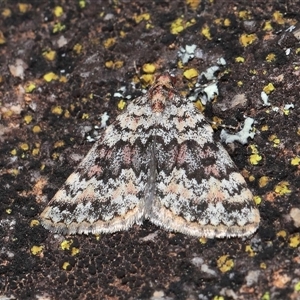 Dichromodes disputata at Tharwa, ACT - 21 Aug 2024