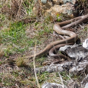 Pseudonaja textilis at Throsby, ACT - 14 Sep 2024