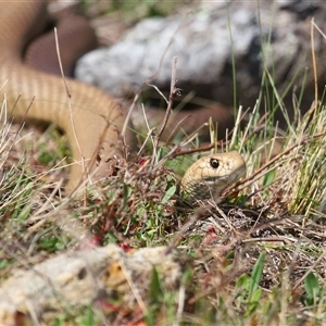 Pseudonaja textilis at Throsby, ACT - 14 Sep 2024