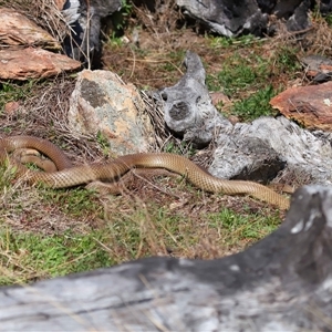 Pseudonaja textilis at Throsby, ACT - 14 Sep 2024