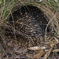 Tachyglossus aculeatus at Forde, ACT - 11 Aug 2024 02:33 PM