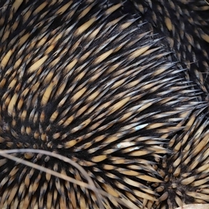 Tachyglossus aculeatus at Forde, ACT - 11 Aug 2024 02:33 PM