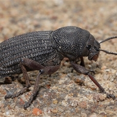 Amycterus abnormis (Ground weevil) at Strathnairn, ACT - 23 Aug 2024 by TimL
