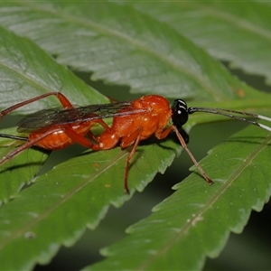 Stiromesostenus sp. (genus) at Acton, ACT - suppressed