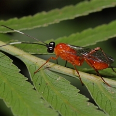 Stiromesostenus sp. (genus) at Acton, ACT - suppressed