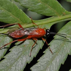 Stiromesostenus sp. (genus) at Acton, ACT - suppressed