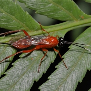 Stiromesostenus sp. (genus) at Acton, ACT - suppressed