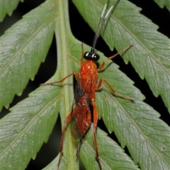 Stiromesostenus sp. (genus) at Acton, ACT - suppressed