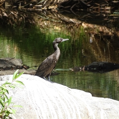 Phalacrocorax sulcirostris (Little Black Cormorant) at Ord River, WA - 15 Sep 2024 by Mike