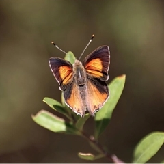 Paralucia pyrodiscus lucida (Eltham Copper Butterfly) by MichaelBedingfield